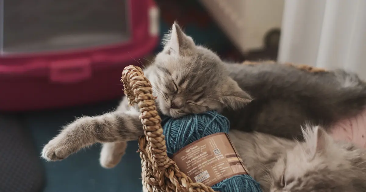 a cat resting on a ball of yarn