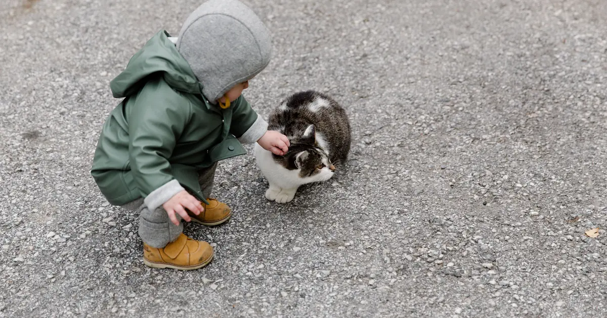 a new baby brings new smells, sounds, and routines a cat must adjust to