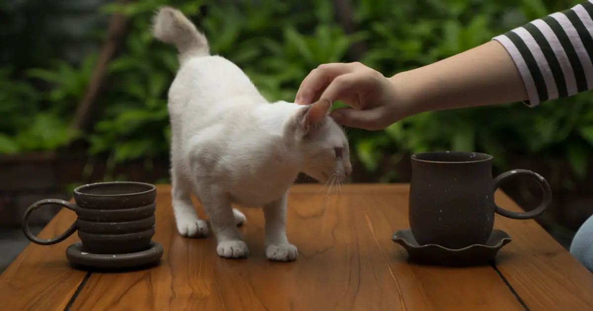 cats are drawn to coffee's smell and your mug, not the coffee itself