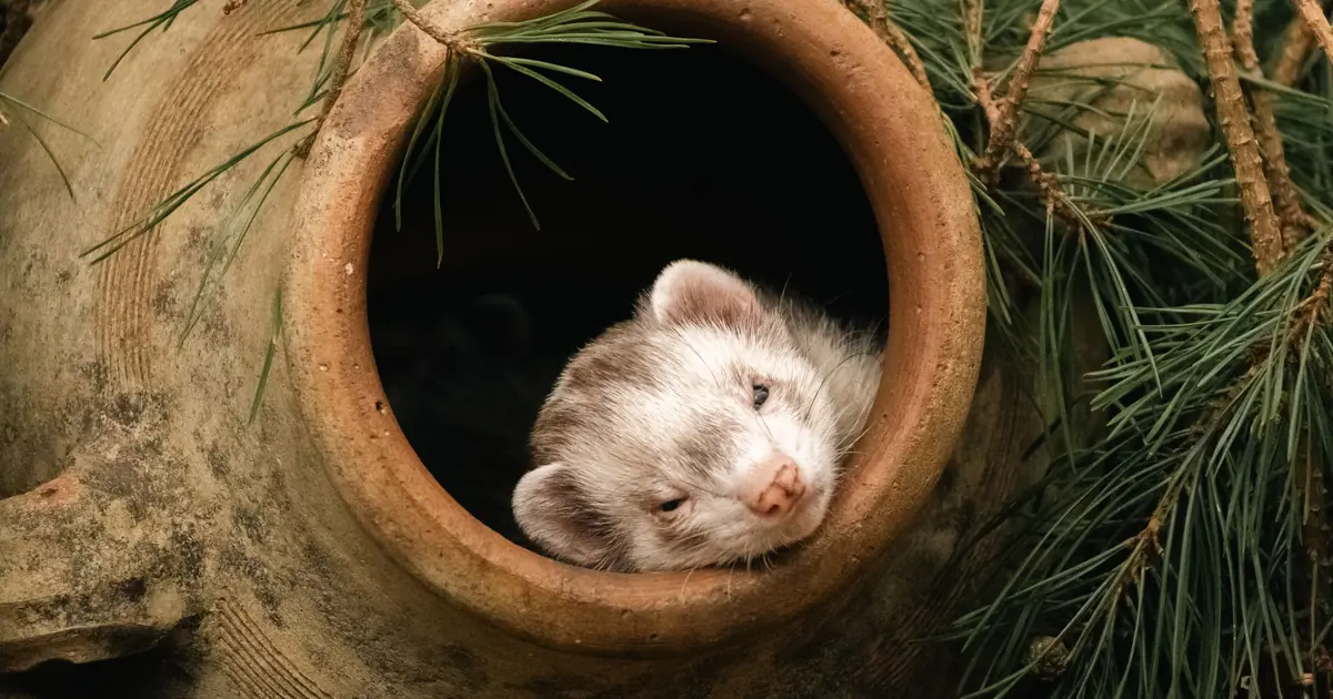 a ferret; many cats and ferrets bond well as playful companions