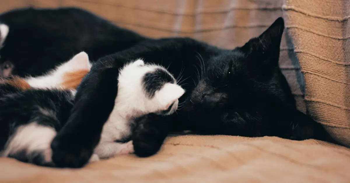 cats can breed from about 4 months onward, with no true menopause