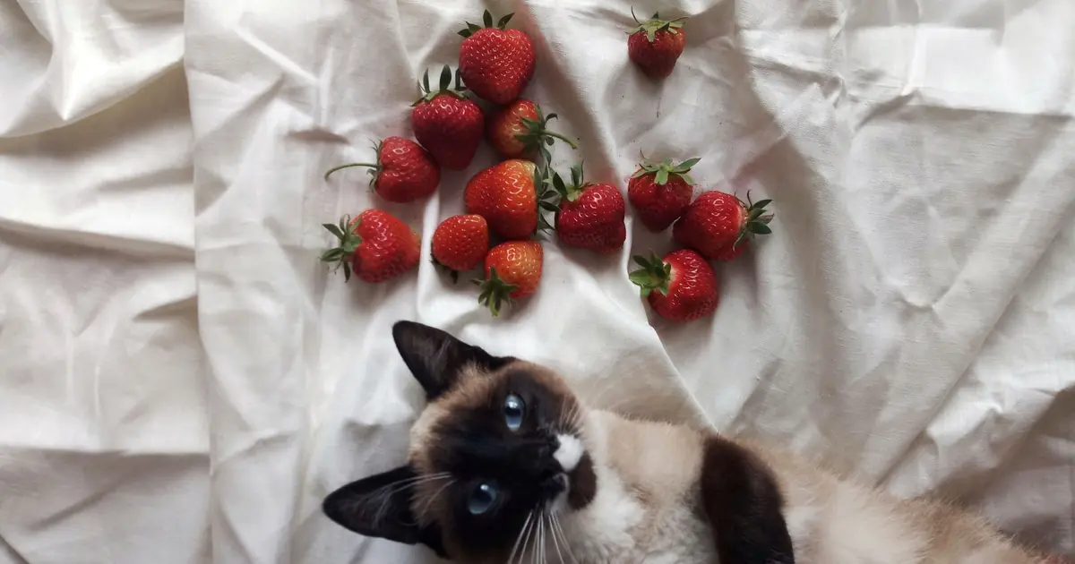 cats are drawn to the smell and texture, not sweetness, of strawberries