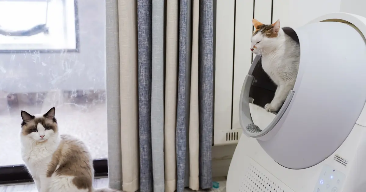 a cat investigating its litter box