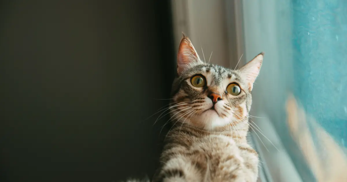 cats often react to rival cats they see outside the window