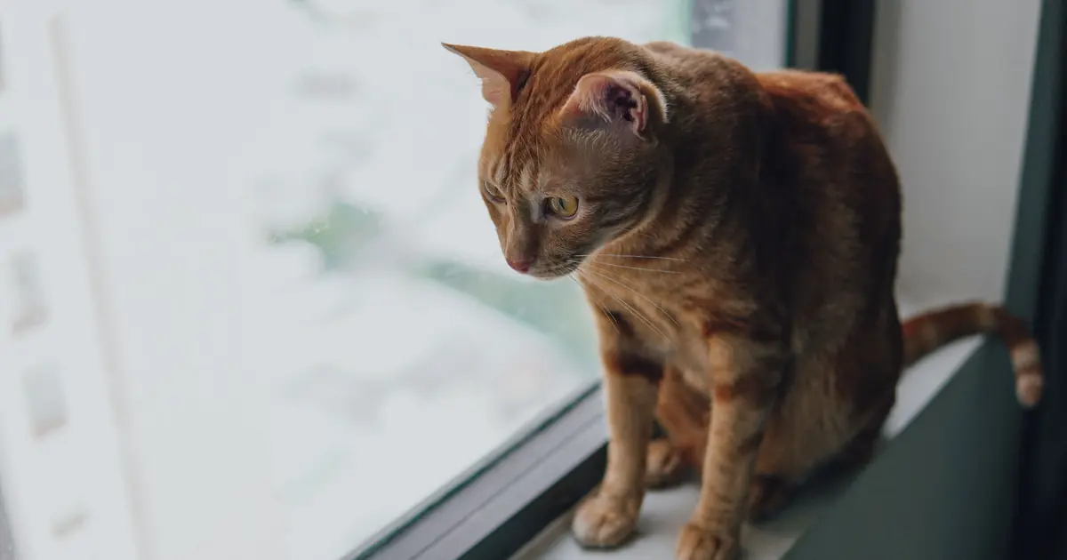 windows give cats sun, views, and hours of 'cat TV'