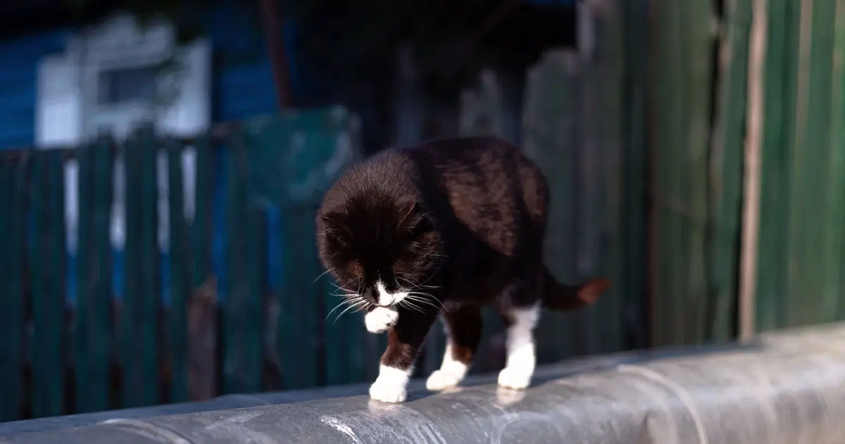 a cat's inner ear gives it exceptional balance