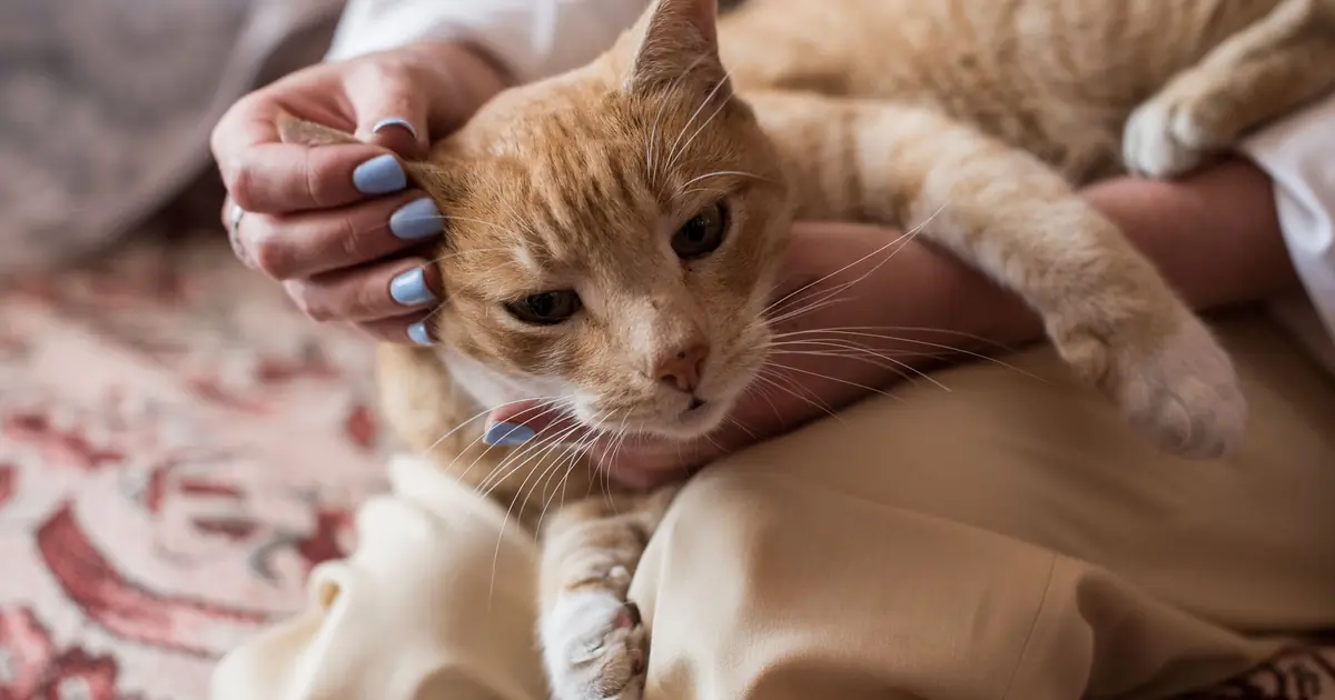 a person petting a cat closely