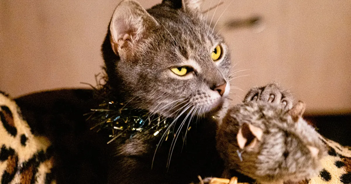 bringing you toys taps a cat's hunting and sharing instinct