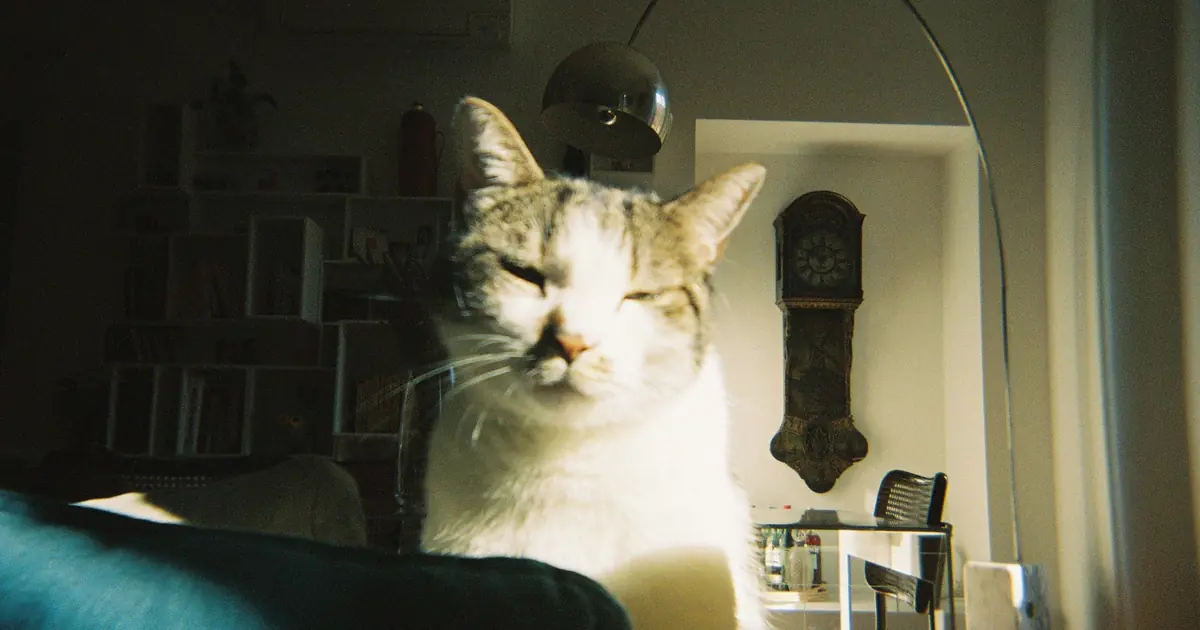 cats track time by light, routine, and their body clock