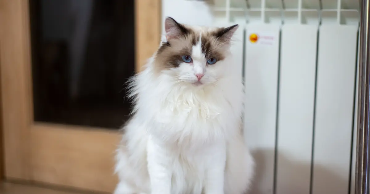 cats prefer temperatures warmer than humans do
