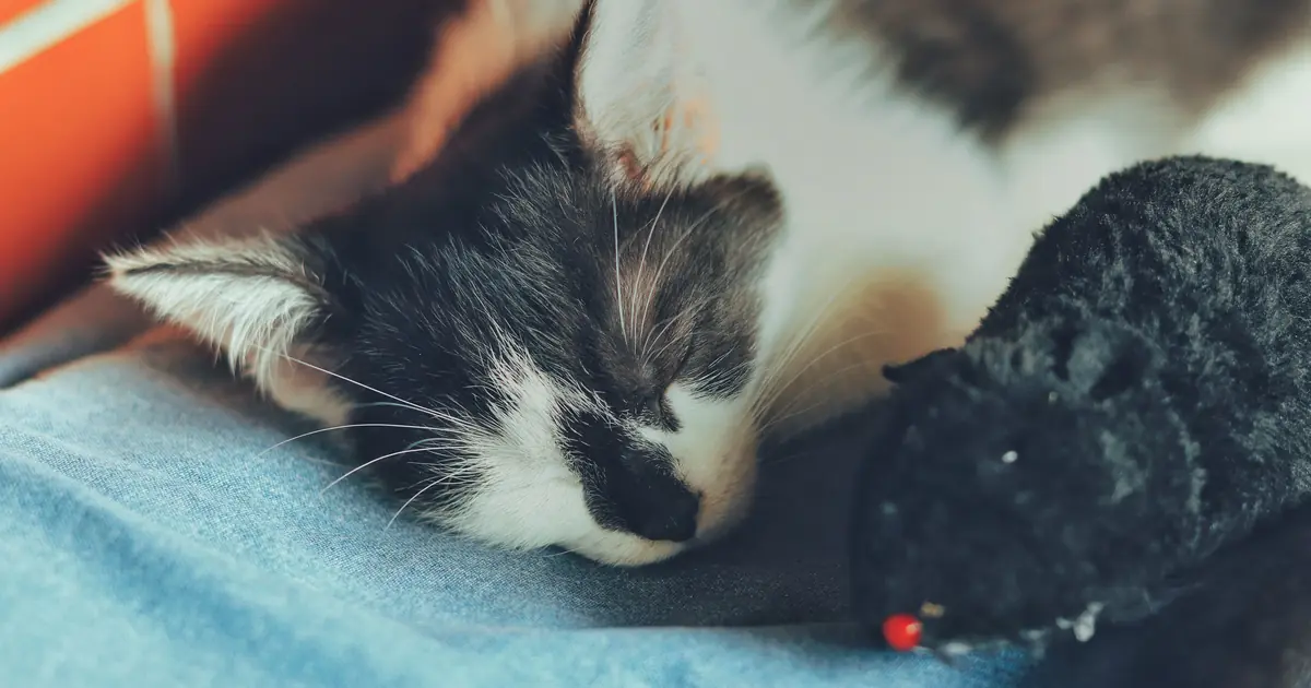 eating a poisoned mouse can cause secondary rodenticide poisoning