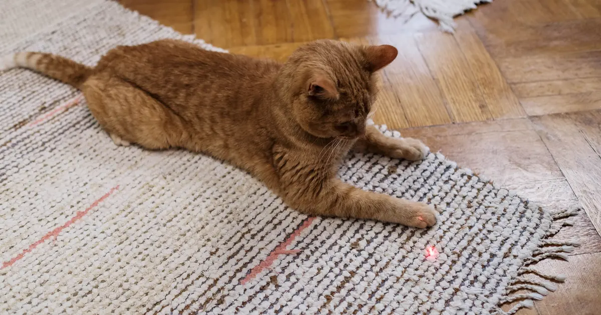 a cat fixated on a red laser dot