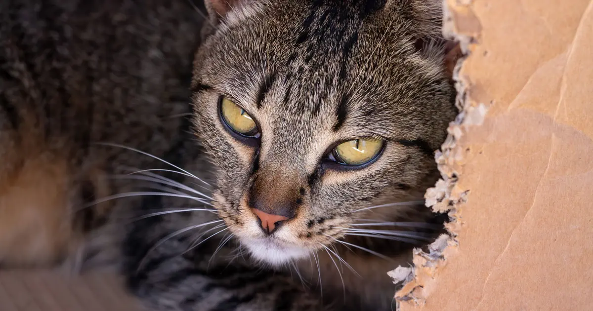 cats chew cardboard to soothe their gums and satisfy instincts