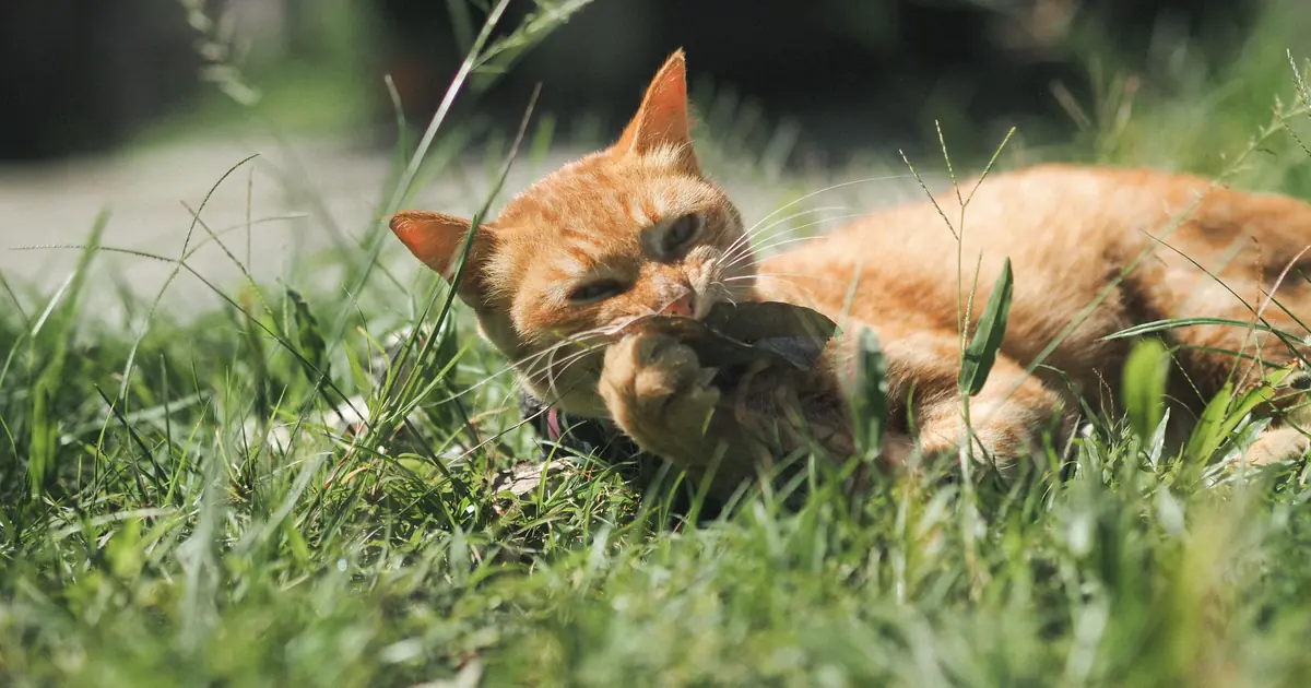 licking or chewing non-food items can be a sign of pica