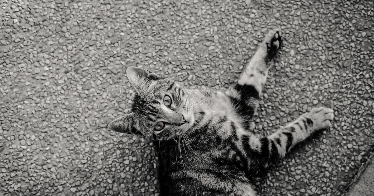 cats circle before settling; sudden constant circling is a red flag