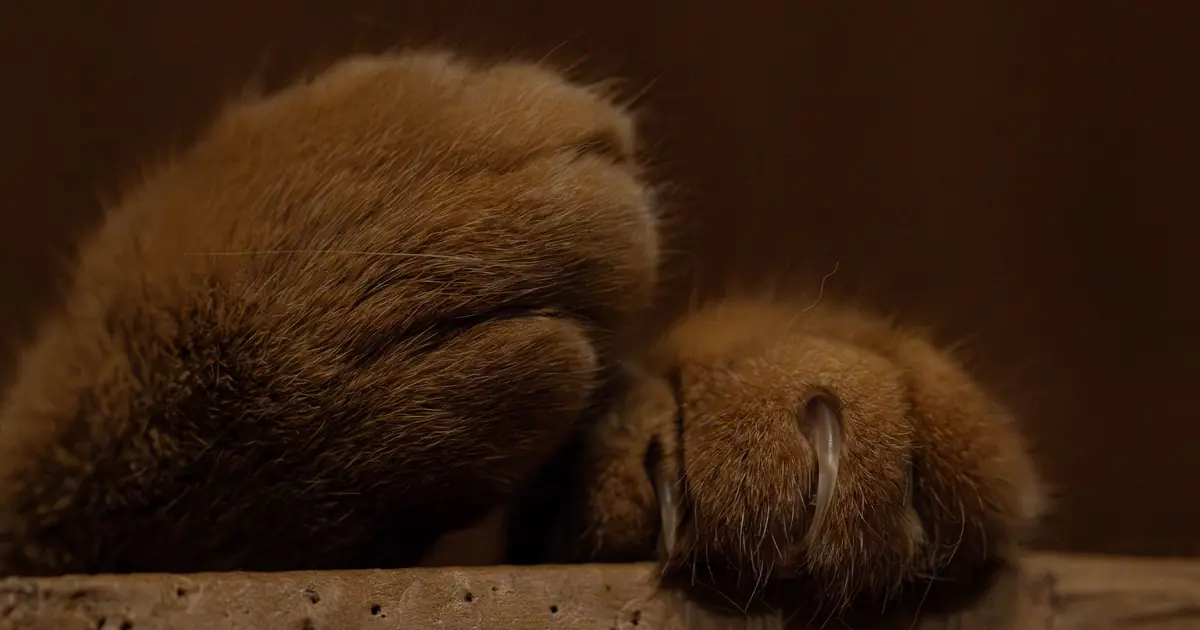 a cat's sharp claws, which leave scratches that sting and itch