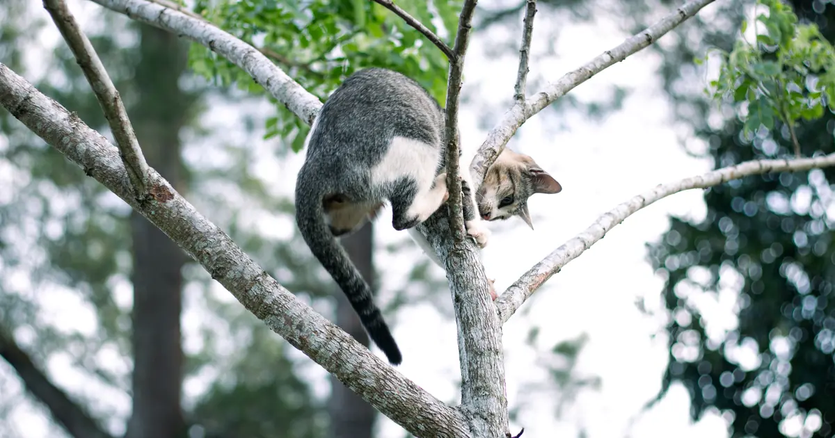 a cat's claws curve for climbing up, making descent tricky