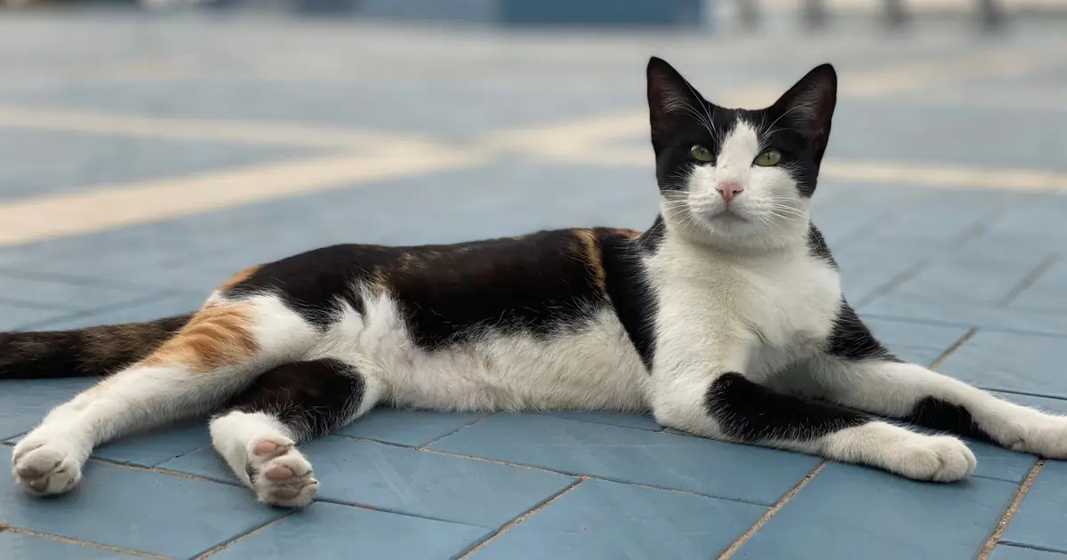 cats tolerate AC well as long as they can find a warm spot too