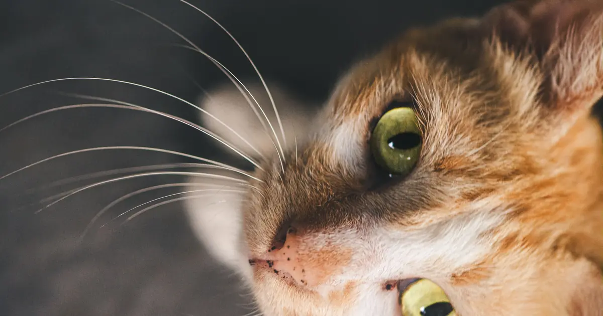 breeds like the British Shorthair often have copper-orange eyes