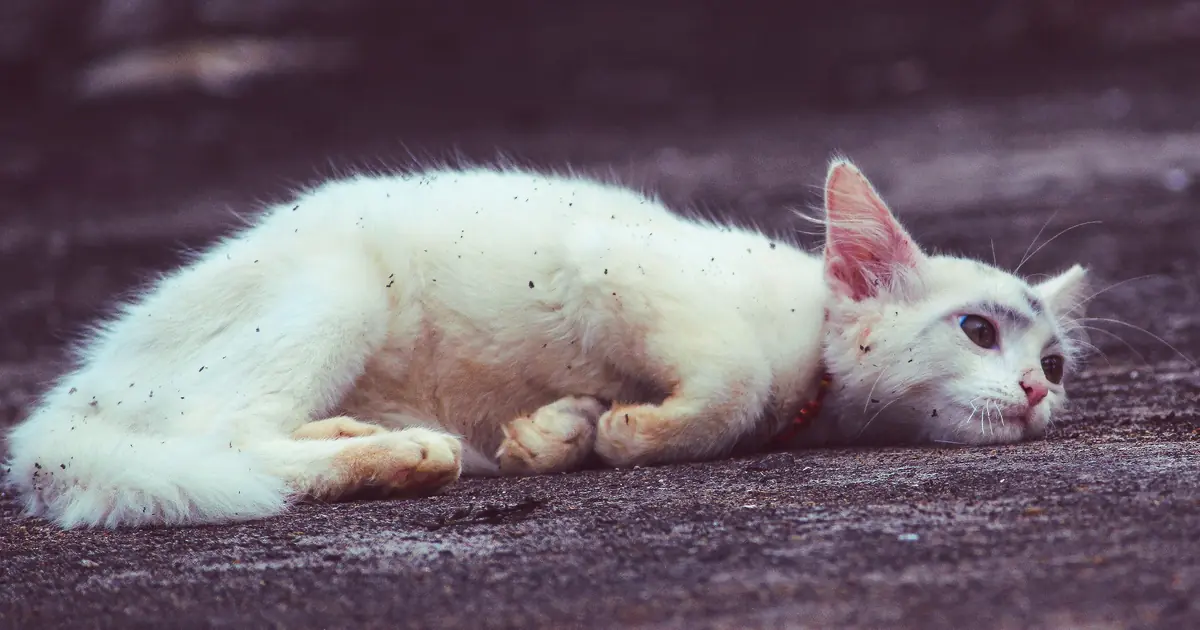a lethargic cat; coughing and low energy are kennel cough symptoms