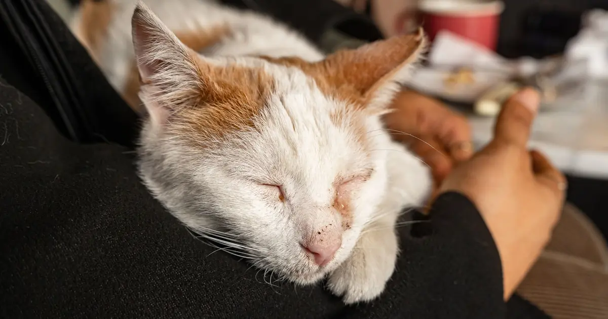cats are drawn to laps partly by your familiar, comforting scent