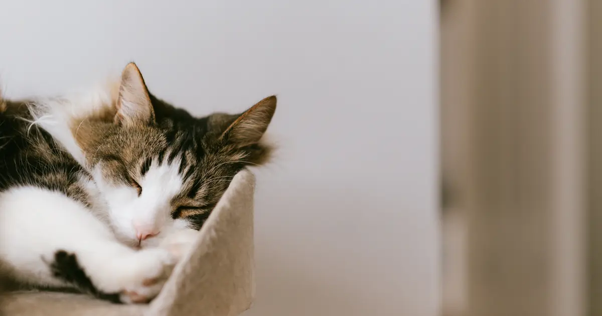 cats dream in REM sleep but rarely move, so true sleepwalking is unlikely