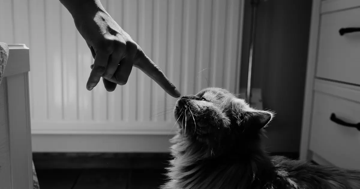 a cat nudging in for attention