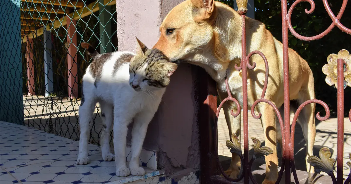 with time, cats and dogs learn to read each other's signals