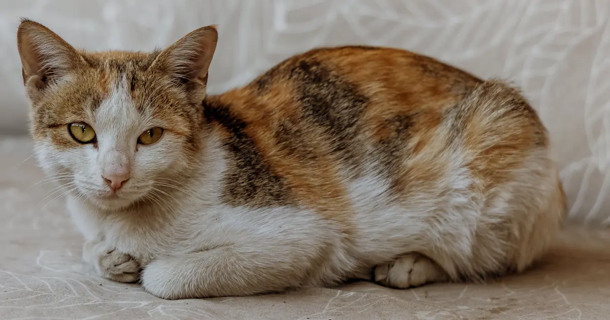cats doze upright in light sleep, ready to react