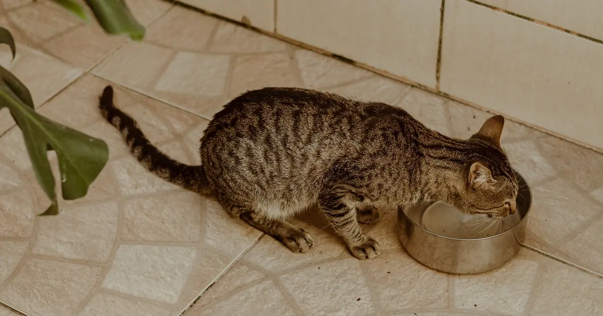 cats often prefer cold, fresh water