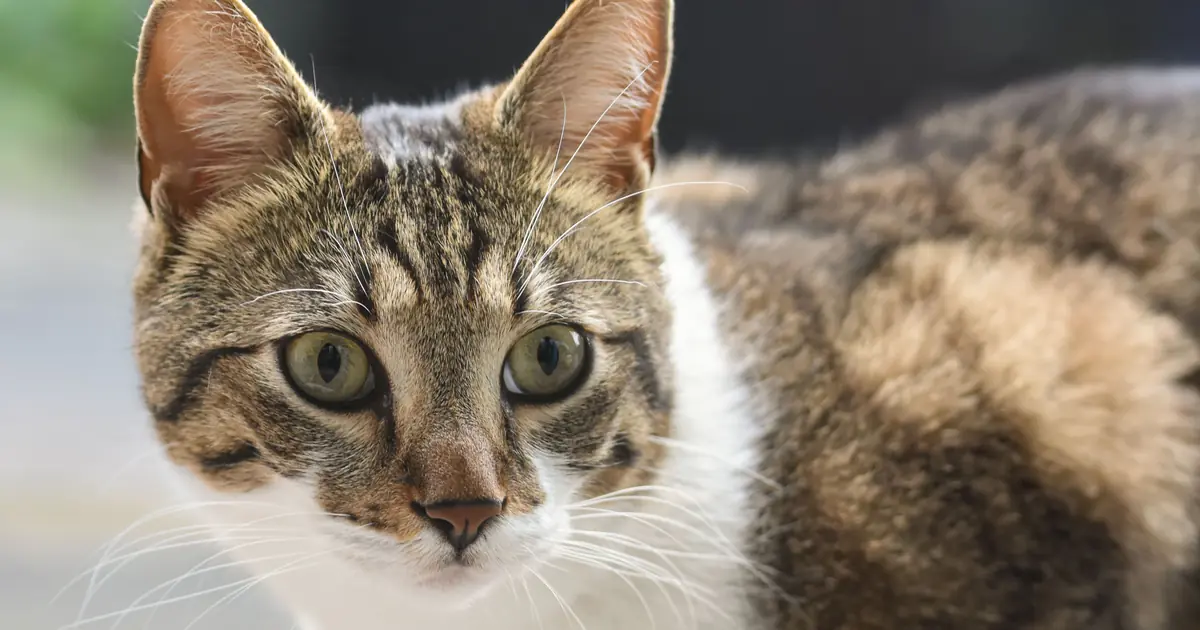 dozens of muscles let a cat swivel each ear independently