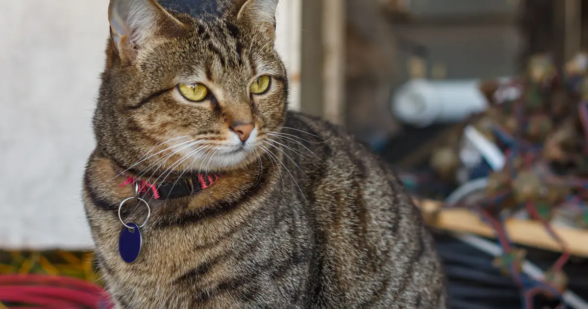 cats hear even higher pitches than dogs do