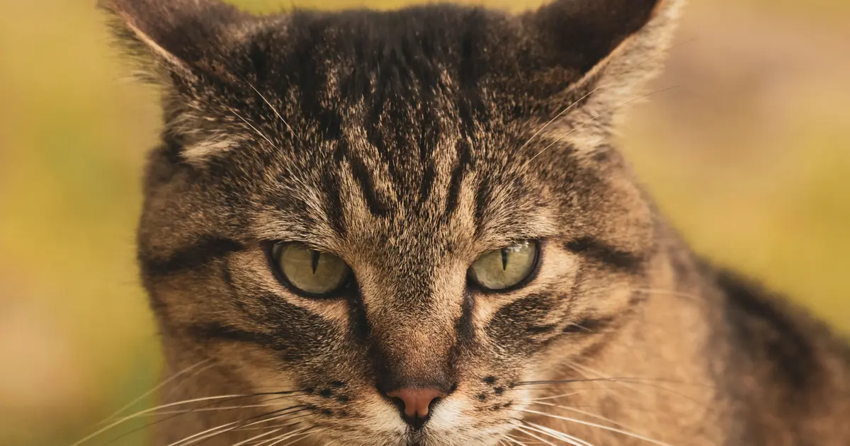 a cat's ears, which flush warm as they regulate temperature