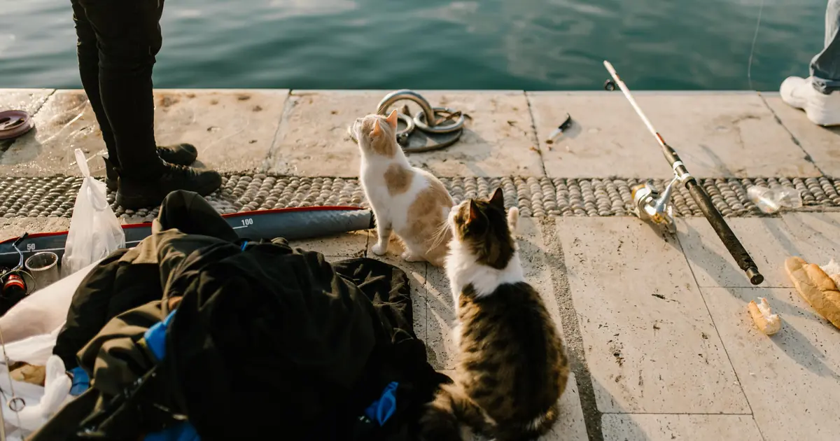 fish is a tasty treat but not a complete diet for cats