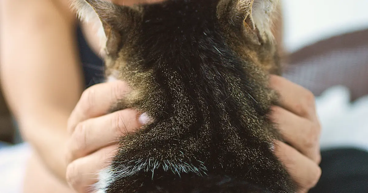 a cat doing 'elevator butt' when patted near the tail