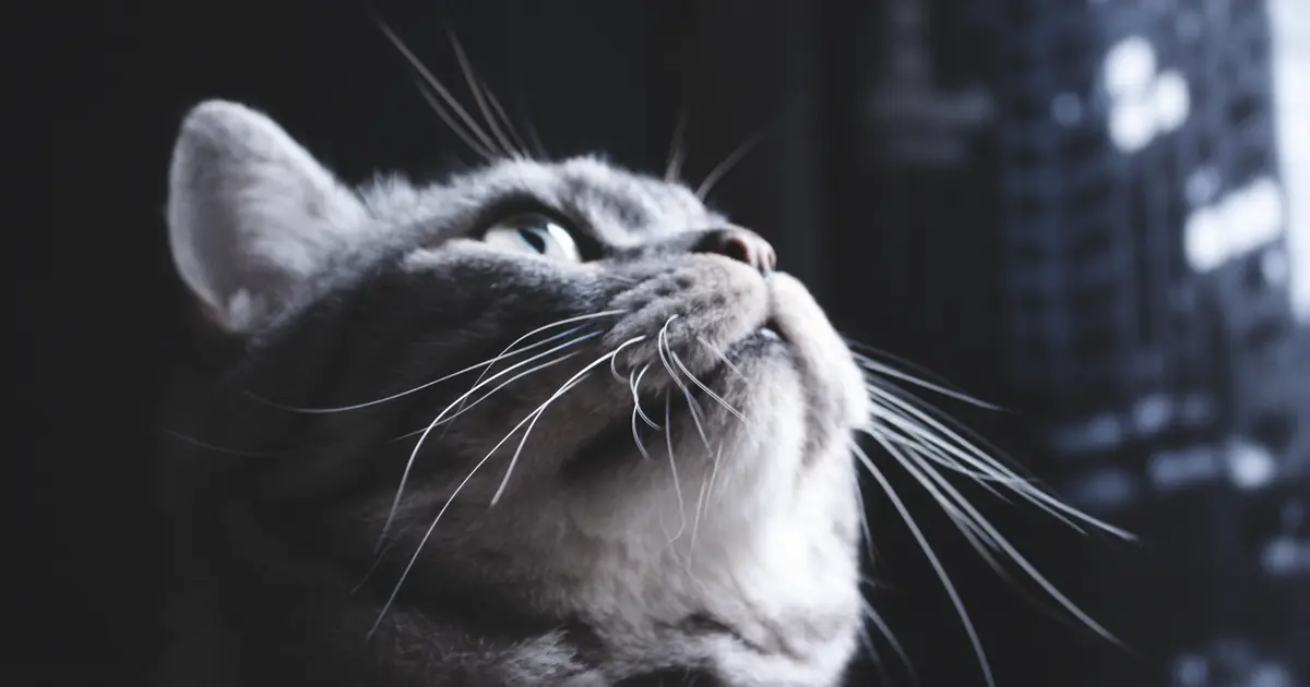 cats show real emotions, part of being sentient