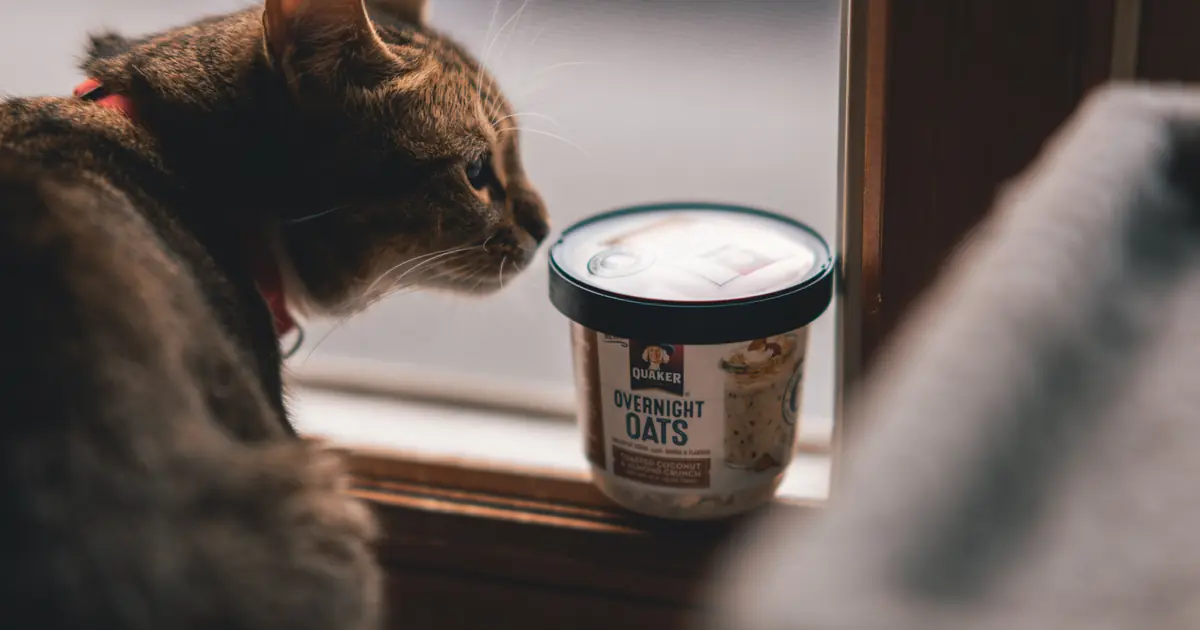 cats can't taste sweetness; they crave the fat and dairy in sweets