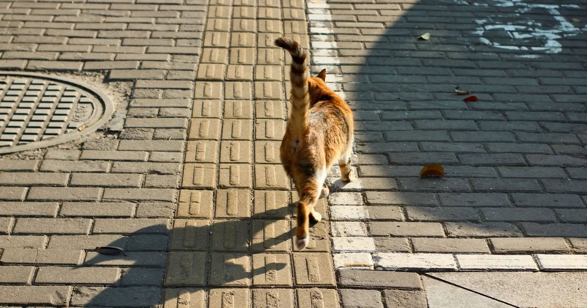 cats use scent, memory, and maybe a magnetic sense to find home