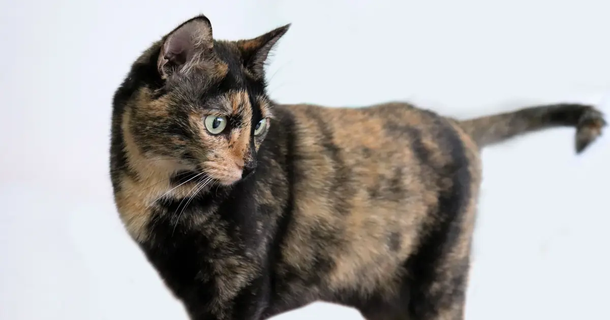 over-grooming from fleas or allergies is a top cause of bald spots