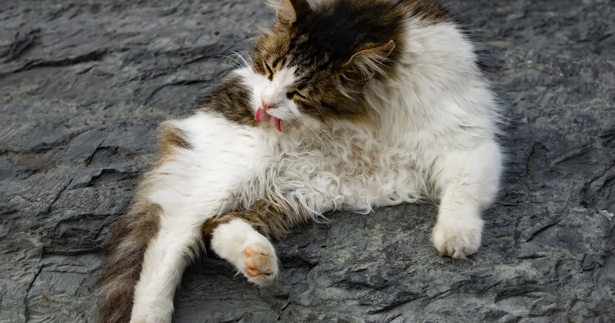 normal hairball retching looks dramatic but isn't true choking