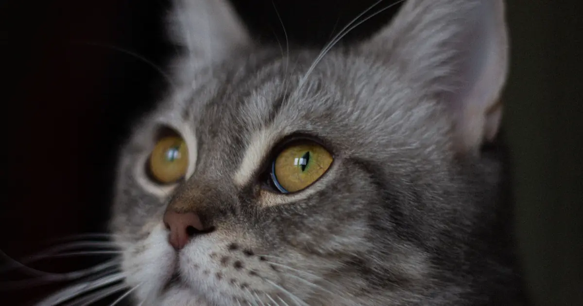 cats bob their heads to gauge distance before a jump