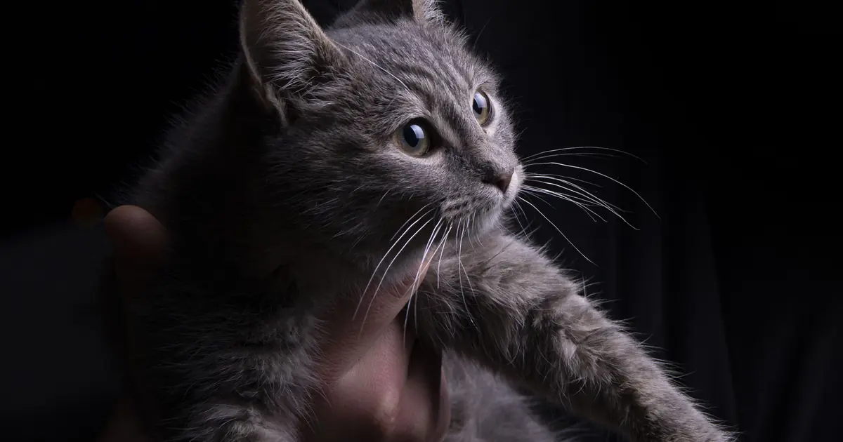 some cats enjoy being held securely against the chest or shoulder
