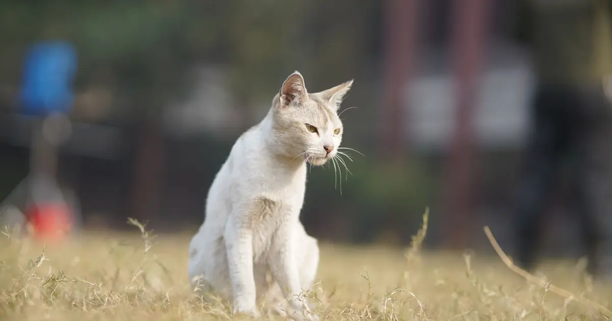 a cat's hind leg, where its knee is located