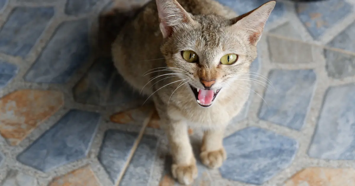 a hiss during play is usually a boundary, not real aggression