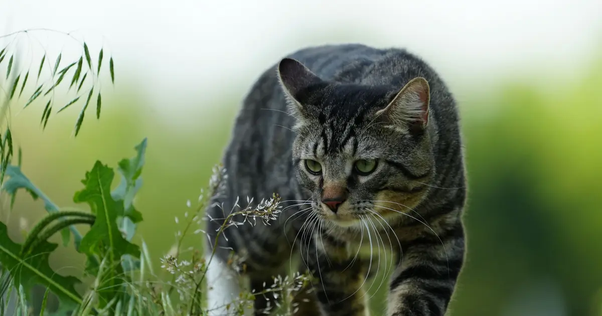 an outdoor cat hunting prey, a tapeworm source