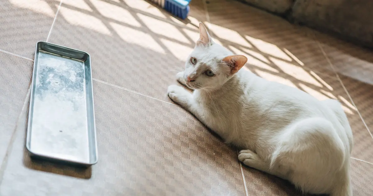 a cat at its litter tray, where it buries waste