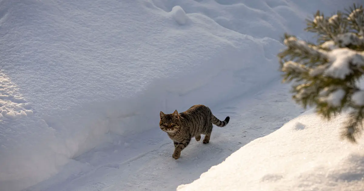 some curious cats are fascinated by fresh snow
