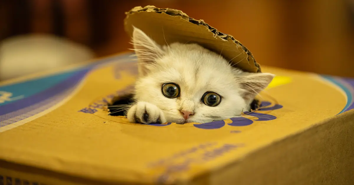 a cat's free-floating collarbone lets it squeeze through tight gaps