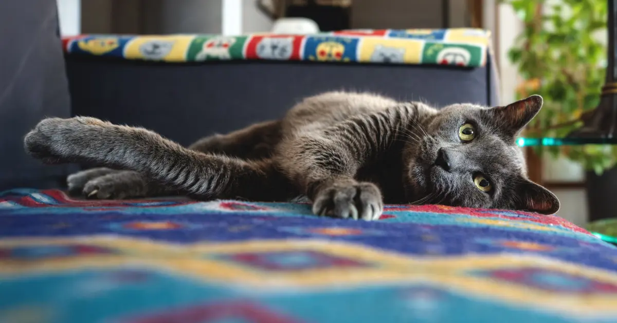 an indoor cat breathes concentrated incense and smoke in closed rooms