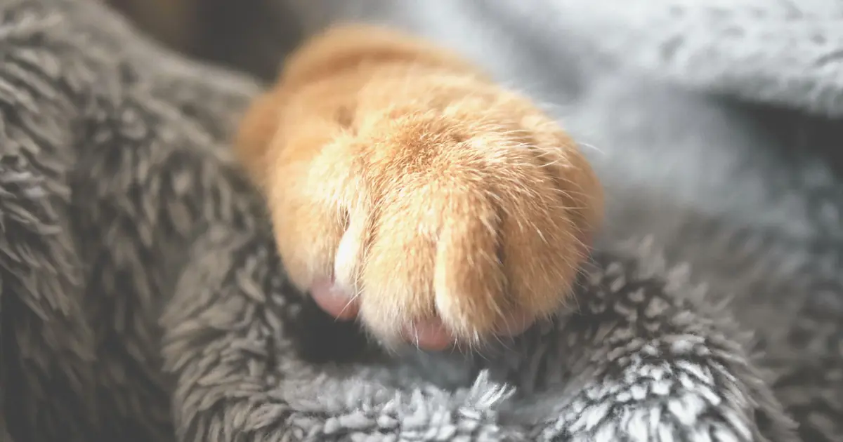 wool-sucking often pairs with kneading, a nursing throwback